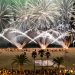 fiestas Oropesa