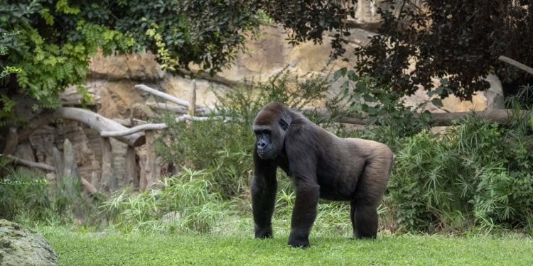 Gorila en la selva de BIOPARC Valencia