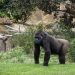 Gorila en la selva de BIOPARC Valencia