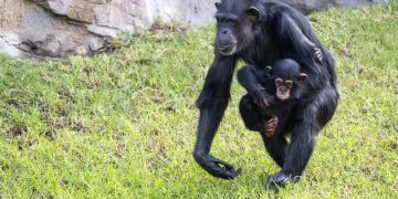 Octubre 2025 - La chimpancé Eva portando a su cría, Ekon, en la selva de BIOPARC Valencia