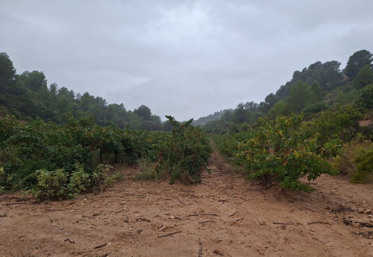 SpongeWorks SpongeWorks