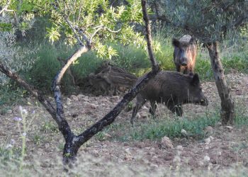jabalíes en la murta
