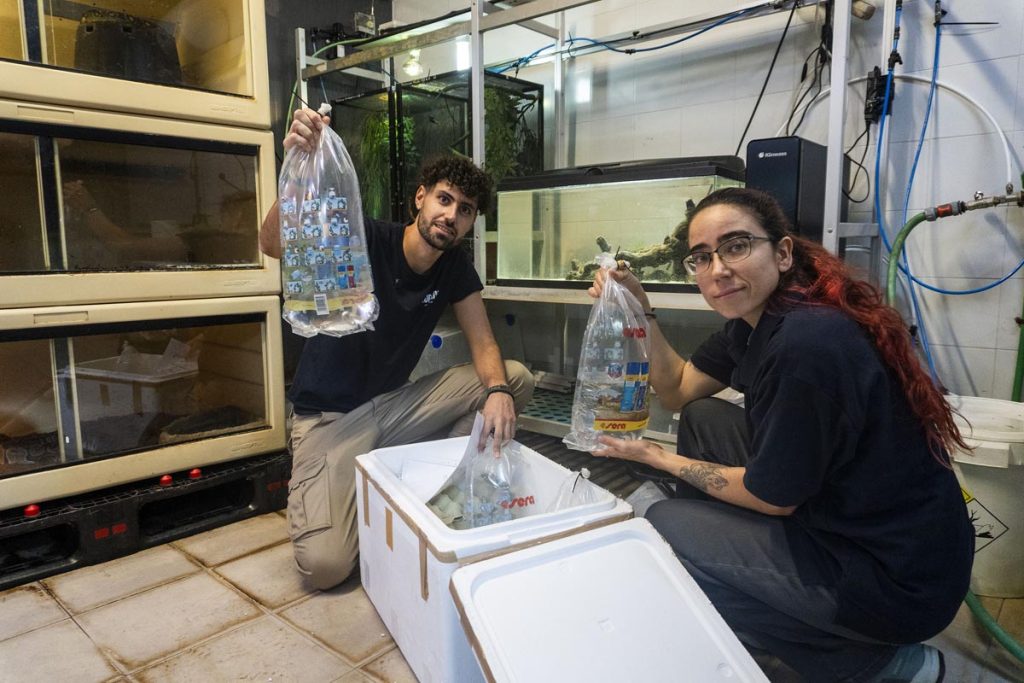 BIOPARC Valencia recibe una especie de cíclido en peligro crítico de extinción que solo habita en un lago de Camerún_2