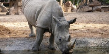 Rinoceronte en Bioparc Valencia