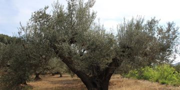 Campaña de la oliva en Vall de Almonacid