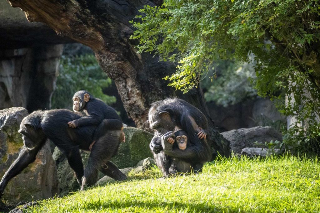 Ejemplares de chimpancé en Bioparc Valencia
