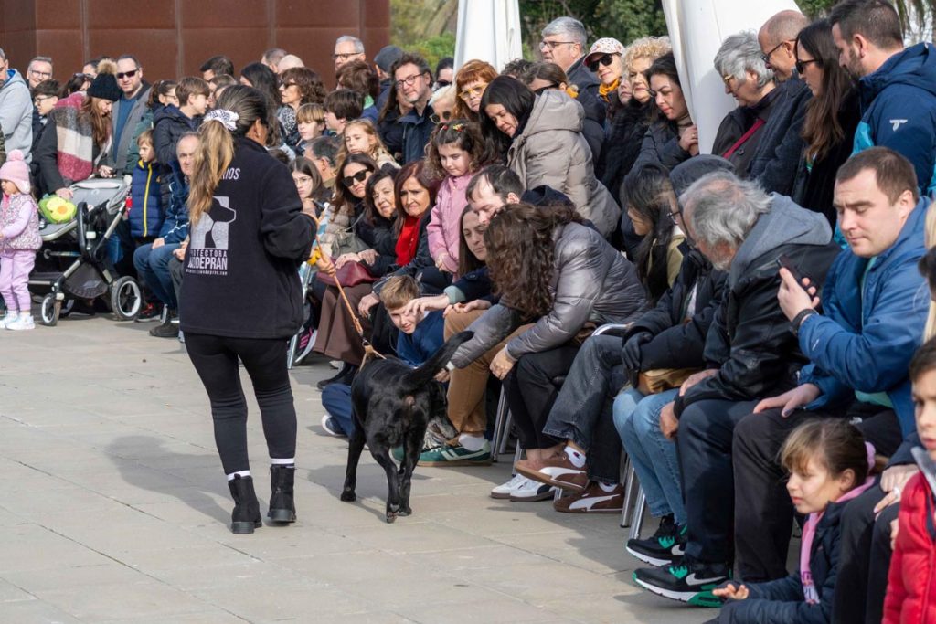  Desfile de perros en busca de un hogar