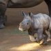 El primer rinoceronte nacido en Bioparc Valencia se llamará Kairu