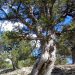 El Sabinar de las Blancas en el Parque Natural de Puebla de San Miguel