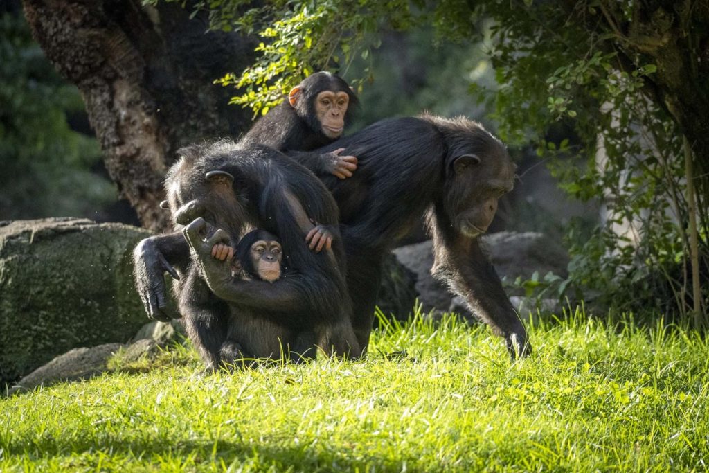 Ekon, la cria de chimpance, en la selva ecuatorial de BIOPARC Valencia