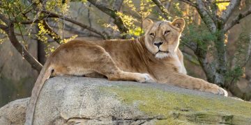 Leona Luana en el kopje - sabana - BIOPARC Valencia