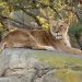 Leona Luana en el kopje - sabana - BIOPARC Valencia