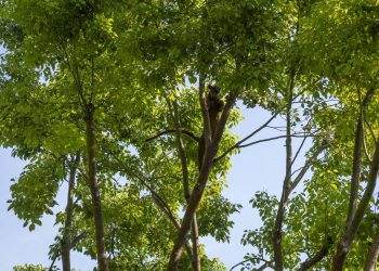 Día del Árbol - Fosa trepando por los árboles en BIOPARC Valencia