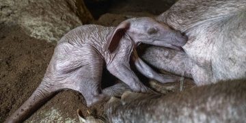 Febrero 2026 - Nace una cría de oricteropo o cerdo hormiguero en BIOPARC Valencia