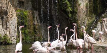 Humedales africanos en BIOPARC Valencia - cocodrilos del Nilo - Día de los humedales