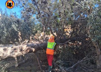 Intervenció d'un bomber per caiguda d'arbre per forts vents