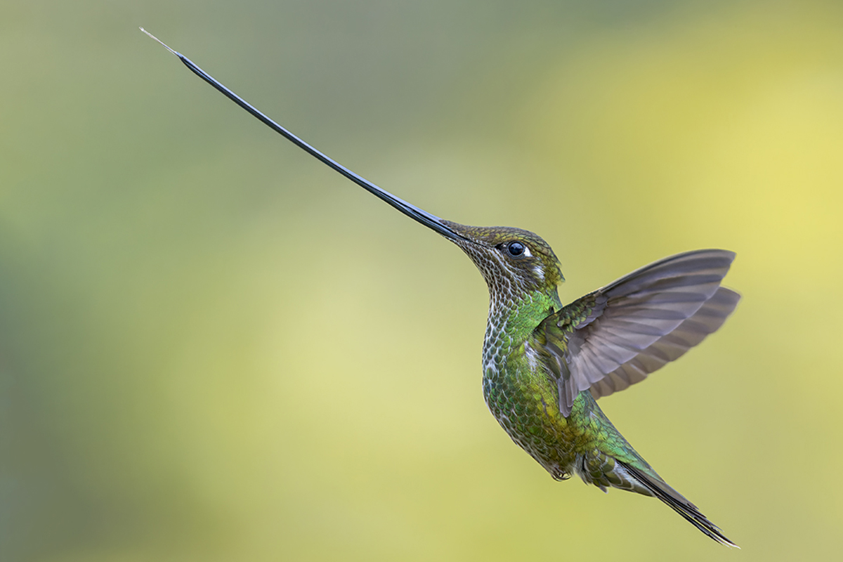 Evolució al Jardí Botànic