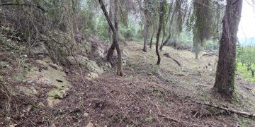 Actuacions de prevenció d'incendis a Alzira