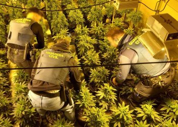 Desmantelada una plantación de cannabis en Elda