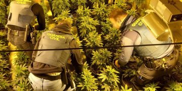 Desmantelada una plantación de cannabis en Elda