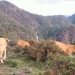 Ganadería extensiva contra el abandono rural en Vall de Almonacid