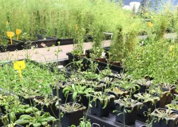 Código molecular que permite a las plantas resistir la sequía