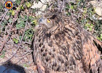Rescate de un buho real en Navarrés