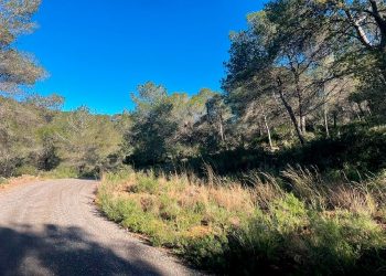 Cortafuegos en el Romeu de Sagunt