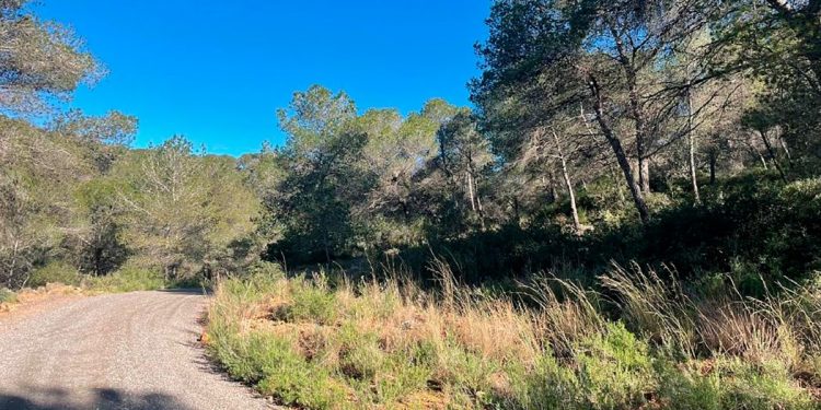 Cortafuegos en el Romeu de Sagunt