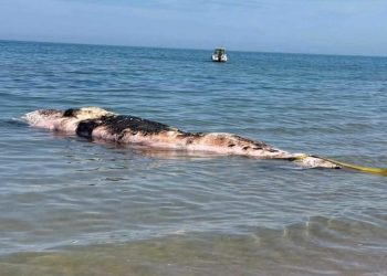cachalote muerto en una playa de Oliva