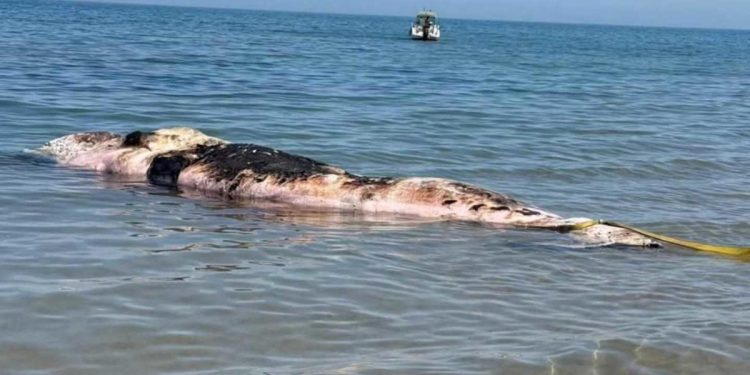 cachalote muerto en una playa de Oliva