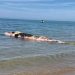 cachalote muerto en una playa de Oliva