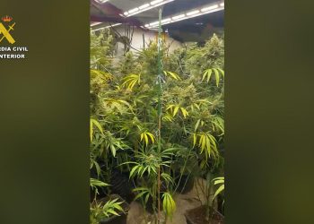 plantación de marihuana en una vivienda de Llíria