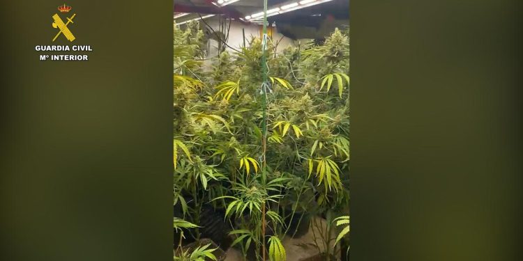 plantación de marihuana en una vivienda de Llíria