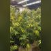 plantación de marihuana en una vivienda de Llíria