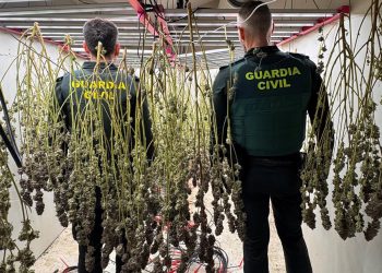 Plantación de marihuana descubierta en Dolores