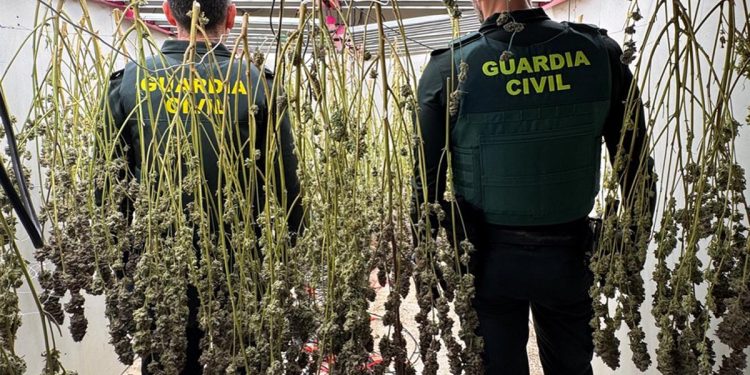 Plantación de marihuana descubierta en Dolores