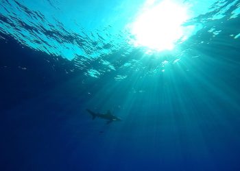 Un tiburón nada en el océano. EFE/Gamal Diab/Archivo