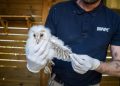 BIOPARC Valencia empieza con el hacking para reintroducir lechuza común - proyecto Fundación BIOPARC