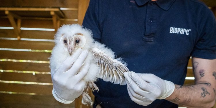 BIOPARC Valencia empieza con el hacking para reintroducir lechuza común - proyecto Fundación BIOPARC