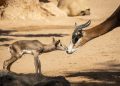 Nace una cría de gacela Mhorr en BIOPARC Valencia