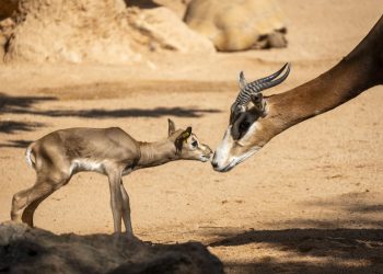 Nace una cría de gacela Mhorr en BIOPARC Valencia