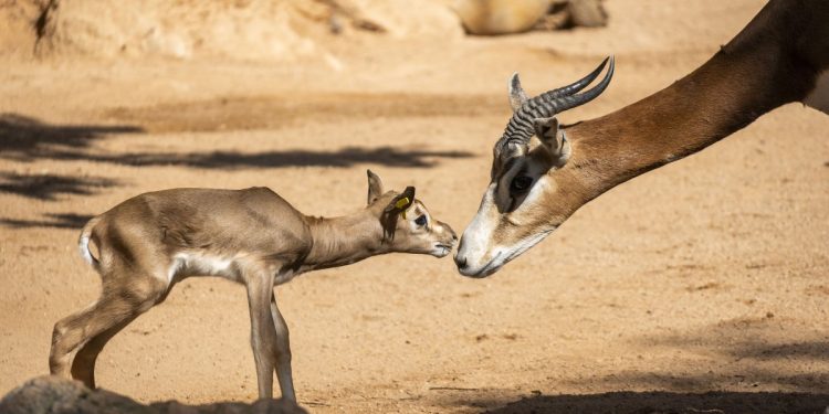 Nace una cría de gacela Mhorr en BIOPARC Valencia