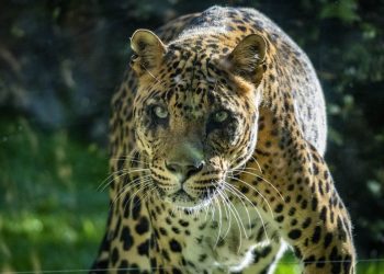 Negombo, el macho de leopardo en la selva de BIOPARC Valencia