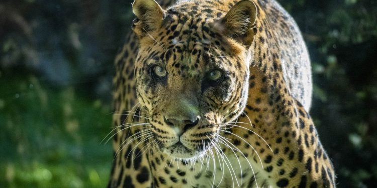 Negombo, el macho de leopardo en la selva de BIOPARC Valencia