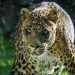 Negombo, el macho de leopardo en la selva de BIOPARC Valencia