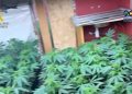 una red de plantaciones de marihuana repartidas entre Alcoi, L’Alqueria d’Asnar y Cocentaina